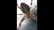 Macro Photo