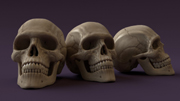 Skull Model